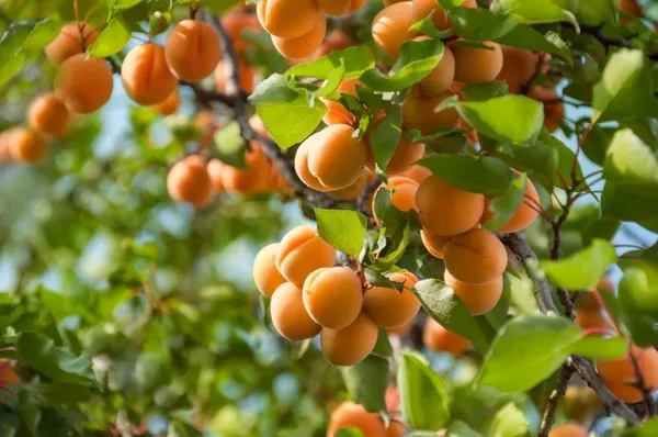 Apricot_Fruit_Plant_Hybrid