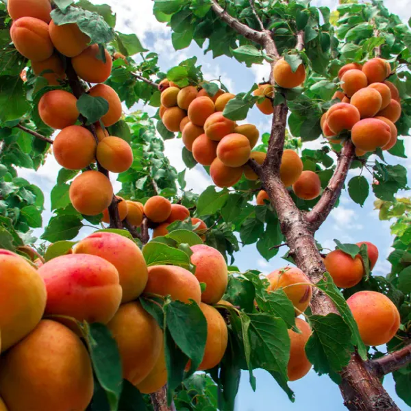 Apricot_Fruit_Plant_Hybrid