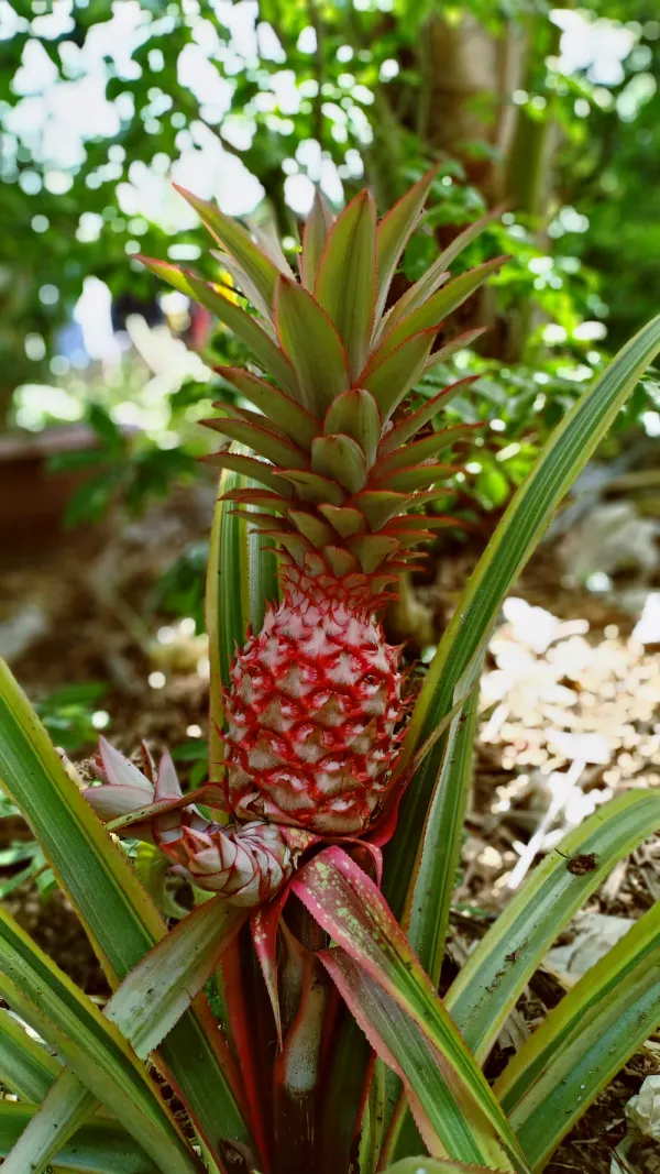 Red_Pineapple_|Ananas_Fruit_Plant_Hybrid