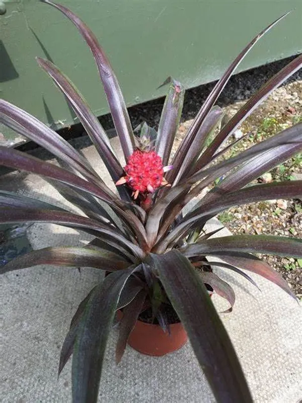 Red_Pineapple_|Ananas_Fruit_Plant_Hybrid