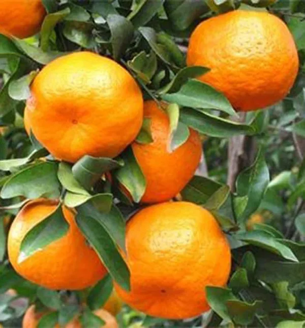 Darjeeling_Kamla_Orange_Plant_All_Time_Variety_Grafted_Fruit_Plants_&_Tree1.5-2_Ft_Size_Healthy_Plant_In_Nursery_Grow_Bag