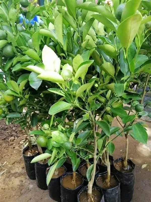 Darjeeling_Kamla_Orange_Plant_All_Time_Variety_Grafted_Fruit_Plants_&_Tree1.5-2_Ft_Size_Healthy_Plant_In_Nursery_Grow_Bag