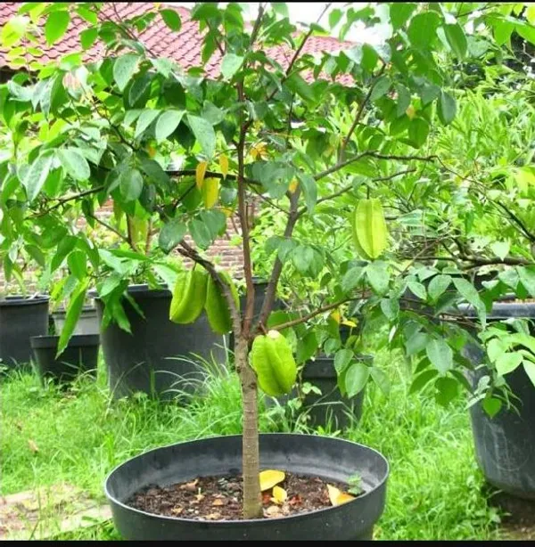 All_TimeGrafted_amranga_|Star_Fruit_Hybrid_Plant
