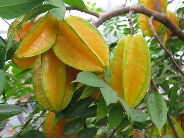 All_TimeGrafted_amranga_|Star_Fruit_Hybrid_Plant