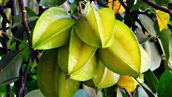 All_TimeGrafted_amranga_|Star_Fruit_Hybrid_Plant