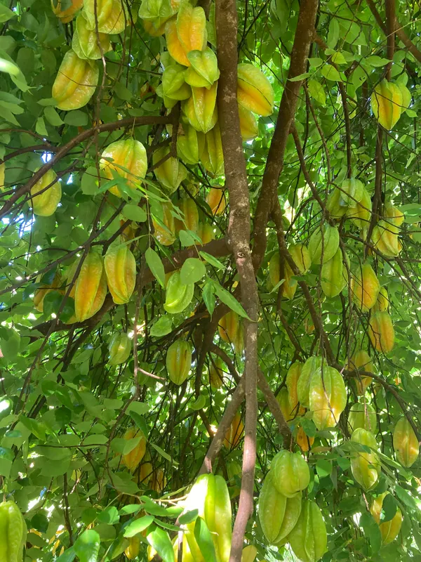 All_TimeGrafted_amranga_|Star_Fruit_Hybrid_Plant
