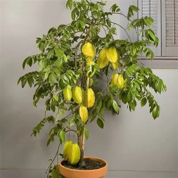 All_TimeGrafted_amranga_|Star_Fruit_Hybrid_Plant