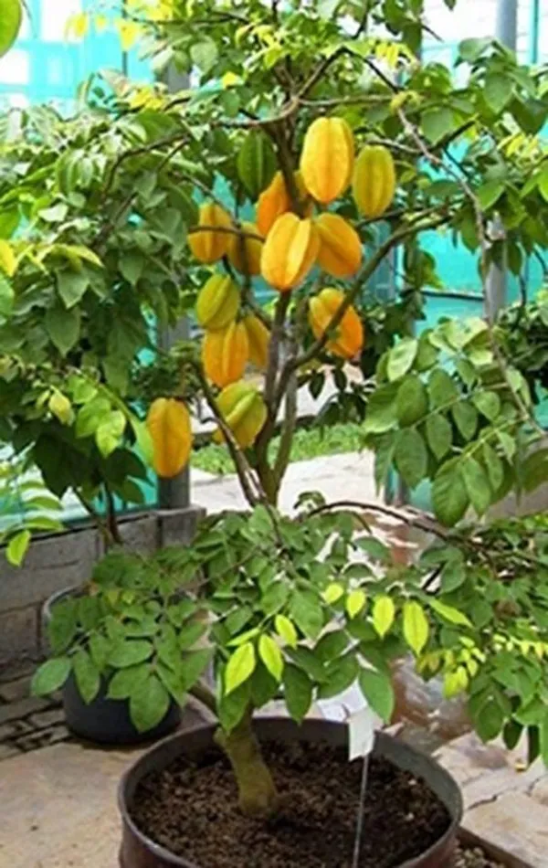 All_TimeGrafted_amranga_|Star_Fruit_Hybrid_Plant