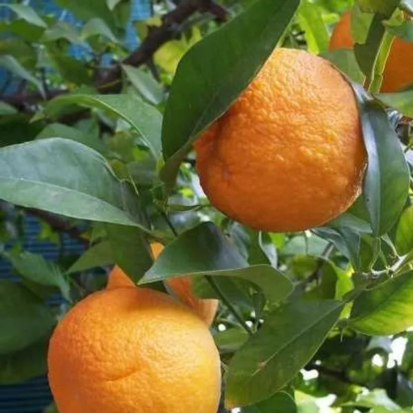 Sleet_Kamla_Orange_Plant_Grafted_Original_Verity_Hight_1.5-2.5_Feet