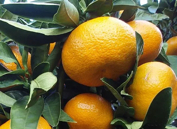 Sleet_Kamla_Orange_Plant_Grafted_Original_Verity_Hight_1.5-2.5_Feet