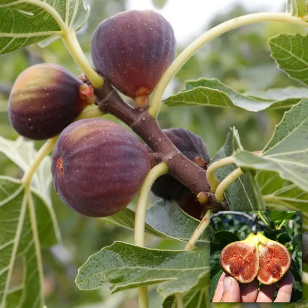All_Time_Hybrid_Fig_Plant