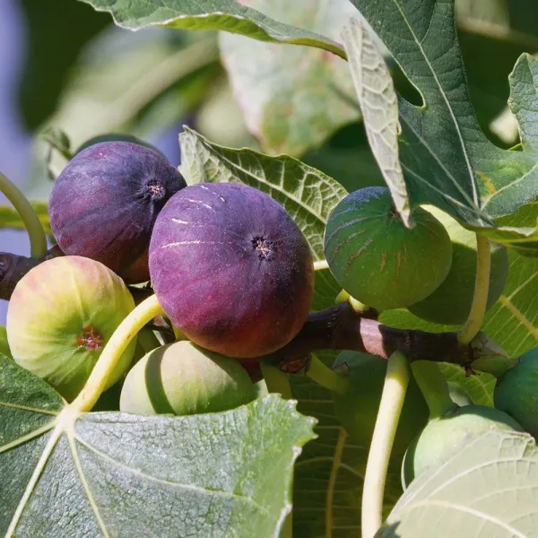 All_Time_Hybrid_Fig_Plant