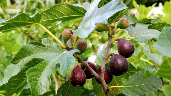 All_Time_Hybrid_Fig_Plant