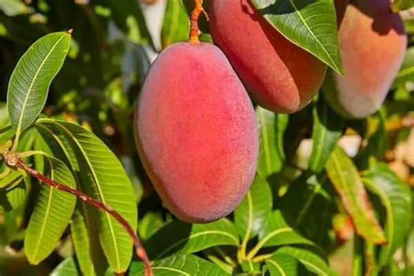 Thai_Sweet_Mango_Hybrid_Fruit_Plant_Grafted