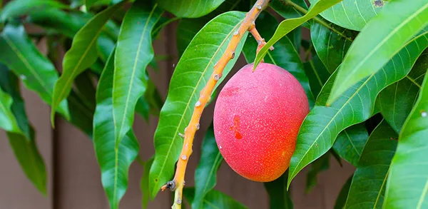 Thai_Sweet_Mango_Hybrid_Fruit_Plant_Grafted