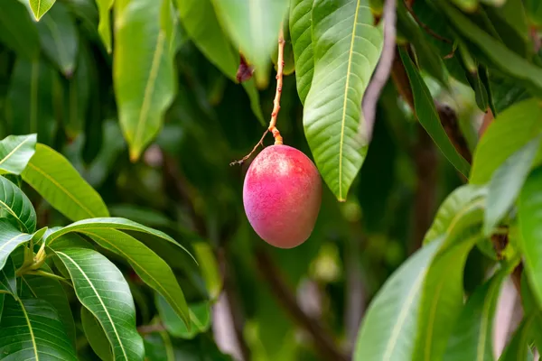 Thai_Sweet_Mango_Hybrid_Fruit_Plant_Grafted