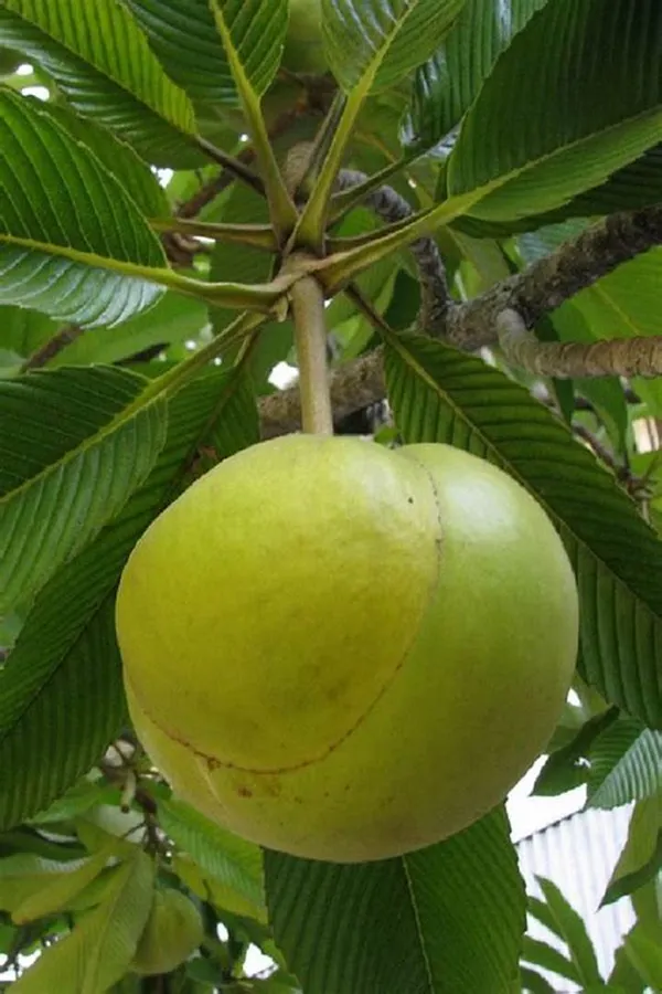 All_Time_Elephant_Apple|Chalta_Grafted_ive_Fruit_Plant_Hybrid