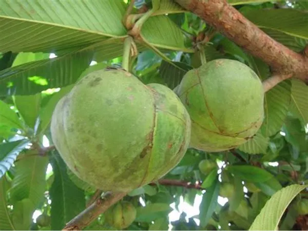 All_Time_Elephant_Apple|Chalta_Grafted_ive_Fruit_Plant_Hybrid