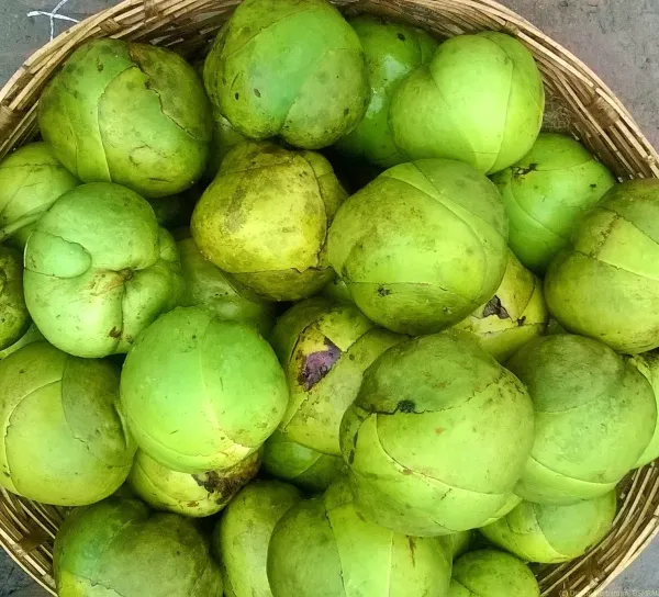 All_Time_Elephant_Apple|Chalta_Grafted_ive_Fruit_Plant_Hybrid