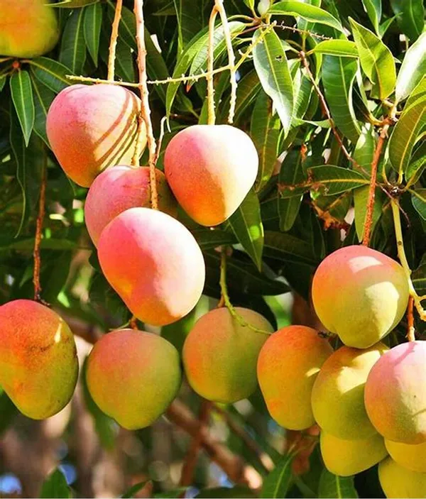 Alphonso_Grafted_Mango_Fruit_Plant_Hybrid