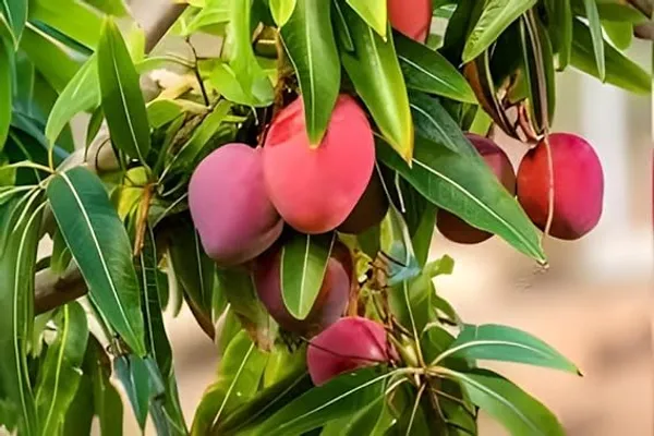Australian_Red_Mango_Plant_Original_Australian_Variety_Grafted_ive_Plant_|_R2E2_Mango_Jumbo_Red_Fruit_Plant