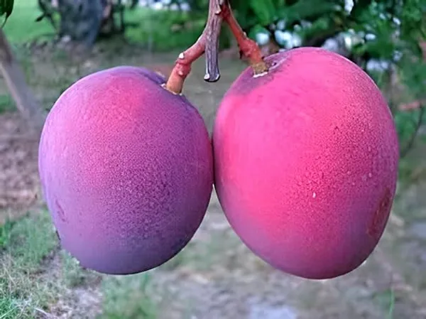 Australian_Red_Mango_Plant_Original_Australian_Variety_Grafted_ive_Plant_|_R2E2_Mango_Jumbo_Red_Fruit_Plant