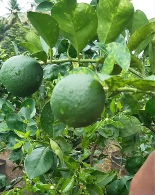Thai_Hybrid_Malta_|Mousambi_Fruit_Plant