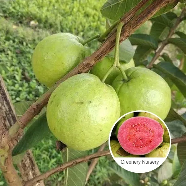 Red_Madhuri_Grafted_weet_Guava_Plant
