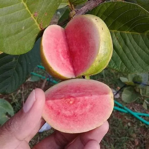 Red_Madhuri_Grafted_weet_Guava_Plant