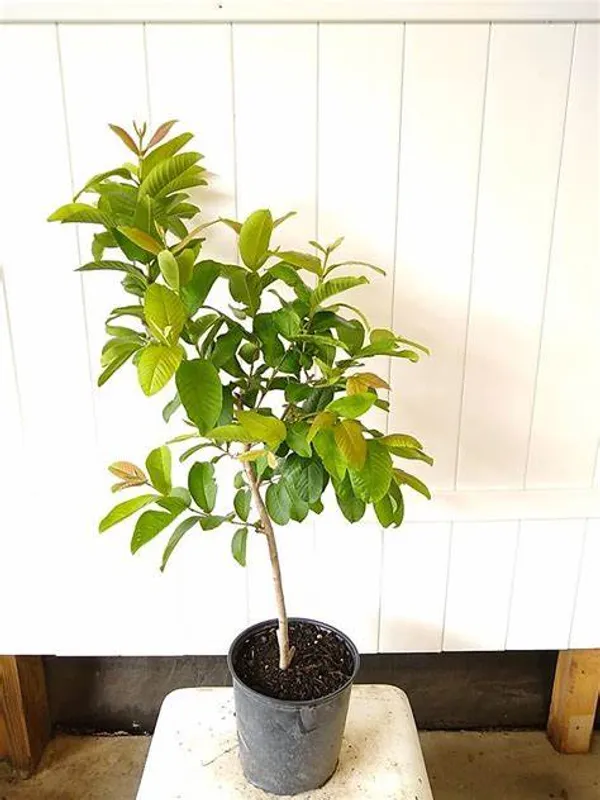 Red_Madhuri_Grafted_weet_Guava_Plant
