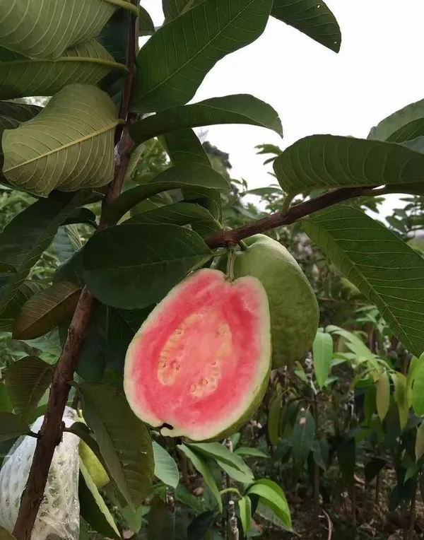 Red_Madhuri_Grafted_weet_Guava_Plant