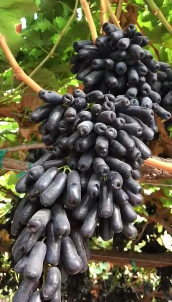 Moon_Drop_Seedless_Hybrid_Grapes_Fruit_Plant