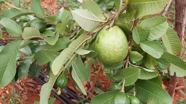 Allahabad_Safeda_Guava_Plant