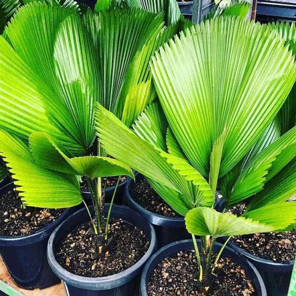 Chaina_Hybrid_Fan_Plam_Indoor_Plant