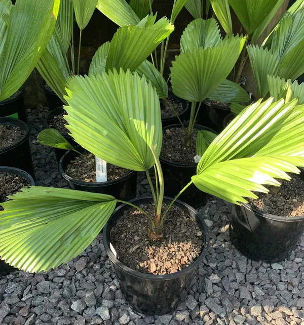 Chaina_Hybrid_Fan_Plam_Indoor_Plant