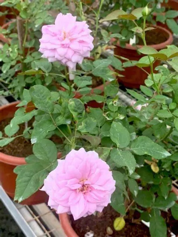 Pink_Dutch_Hybrid_Flower_Plant