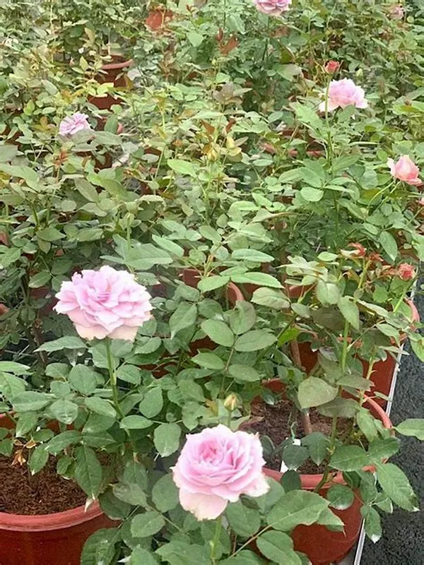 Pink_Dutch_Hybrid_Flower_Plant