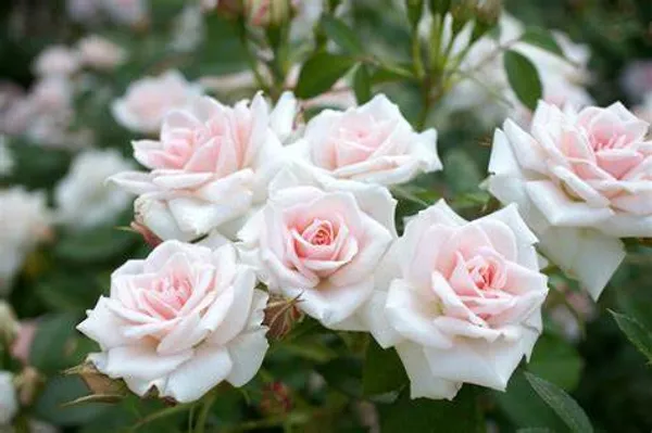 White_Rose_Grafted_.5-3.5_Ft_Flower_Plant