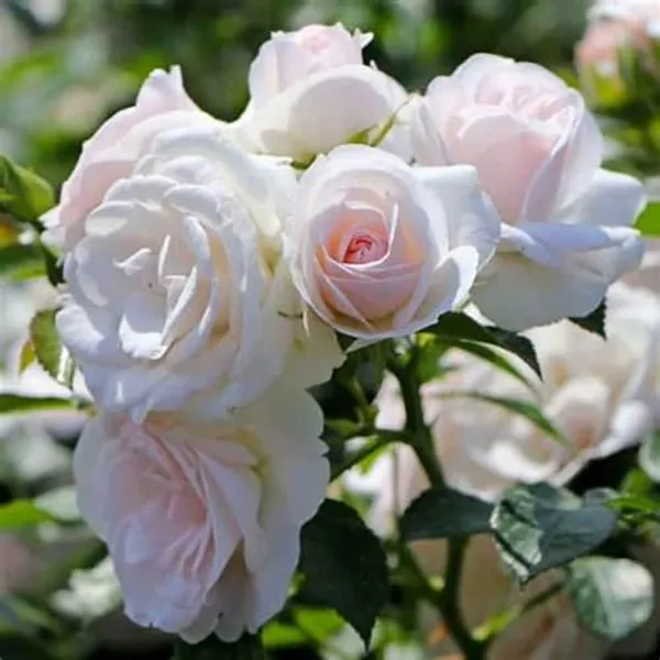 White_Rose_Grafted_.5-3.5_Ft_Flower_Plant