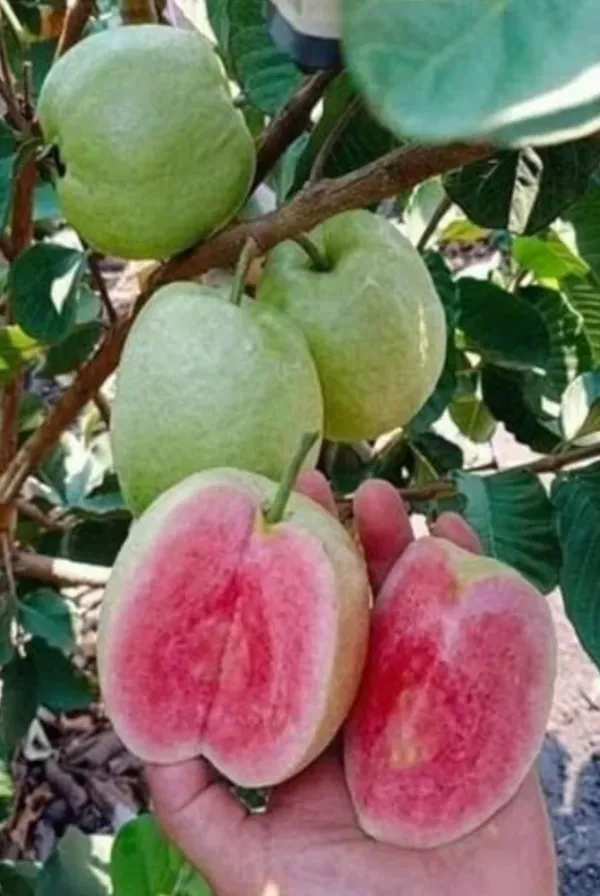 Dimond_Grafted_Guava_1.5-3.5_Ft_Hybrid_Plant