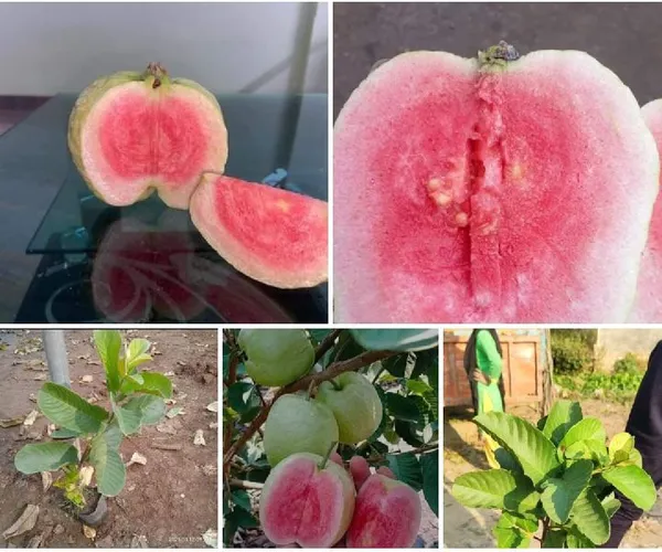 Dimond_Grafted_Guava_1.5-3.5_Ft_Hybrid_Plant