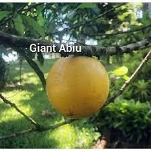 Rare_Exotic_Giant_Abiu_Fruit_1_Healthy_Plant_NEAR_TO_1KG