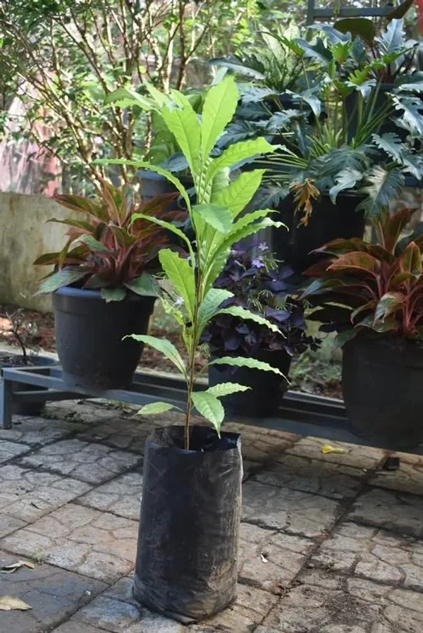 Rare_Exotic_Giant_Abiu_Fruit_1_Healthy_Plant_NEAR_TO_1KG
