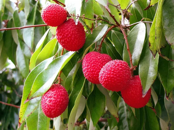 Dwarf_Thai_Litchi_Plant_One_Healthy_Grafted_Hybrid_All_Season_Sweet_Topical_Rare_Litchi_Plant/Lychee_Plant_Hight_2-3_Feet_(After_Fruit_1-2_Years)