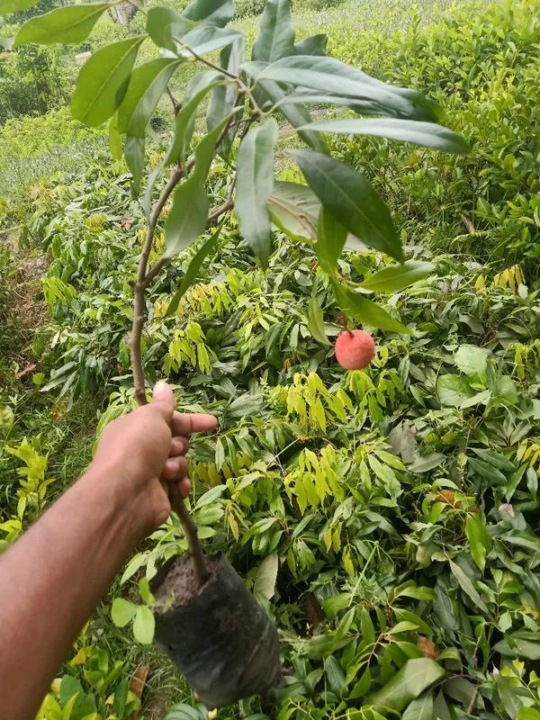Dwarf_Thai_Litchi_Plant_One_Healthy_Grafted_Hybrid_All_Season_Sweet_Topical_Rare_Litchi_Plant/Lychee_Plant_Hight_2-3_Feet_(After_Fruit_1-2_Years)