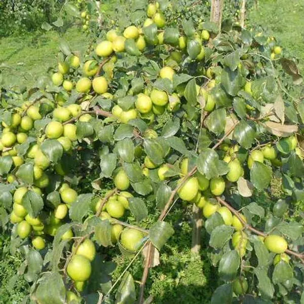 Elephant_Apple_Ber_Kul_Tree_&_Plant_Grafted