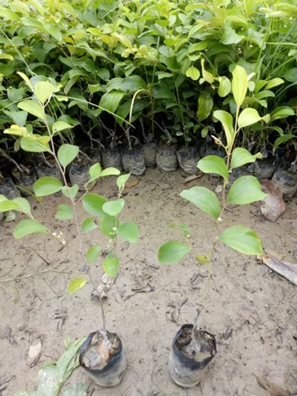 Elephant_Apple_Ber_Kul_Tree_&_Plant_Grafted