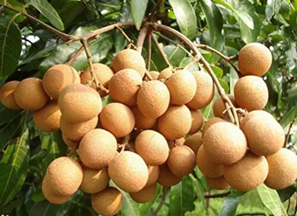Original_Vietnam_4_Season_Longan_Plant
