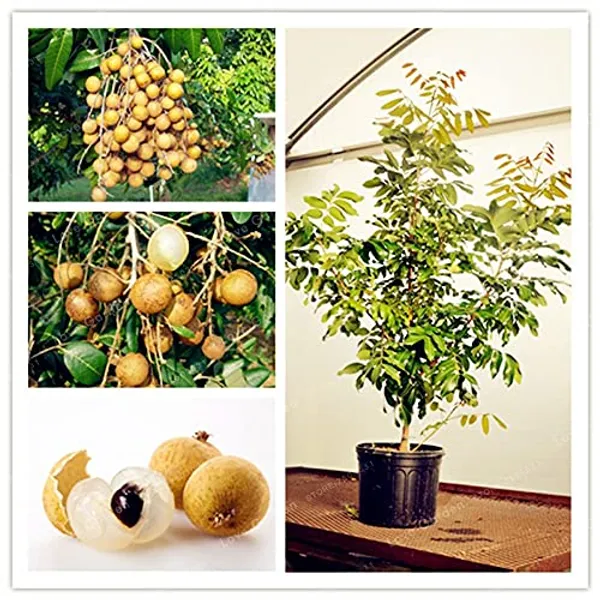 Original_Vietnam_4_Season_Longan_Plant