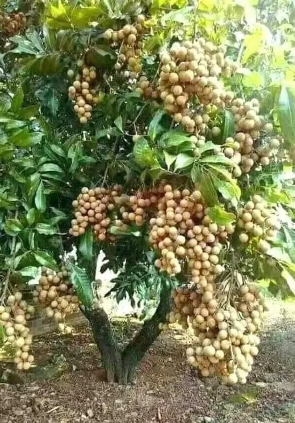 Original_Vietnam_4_Season_Longan_Plant